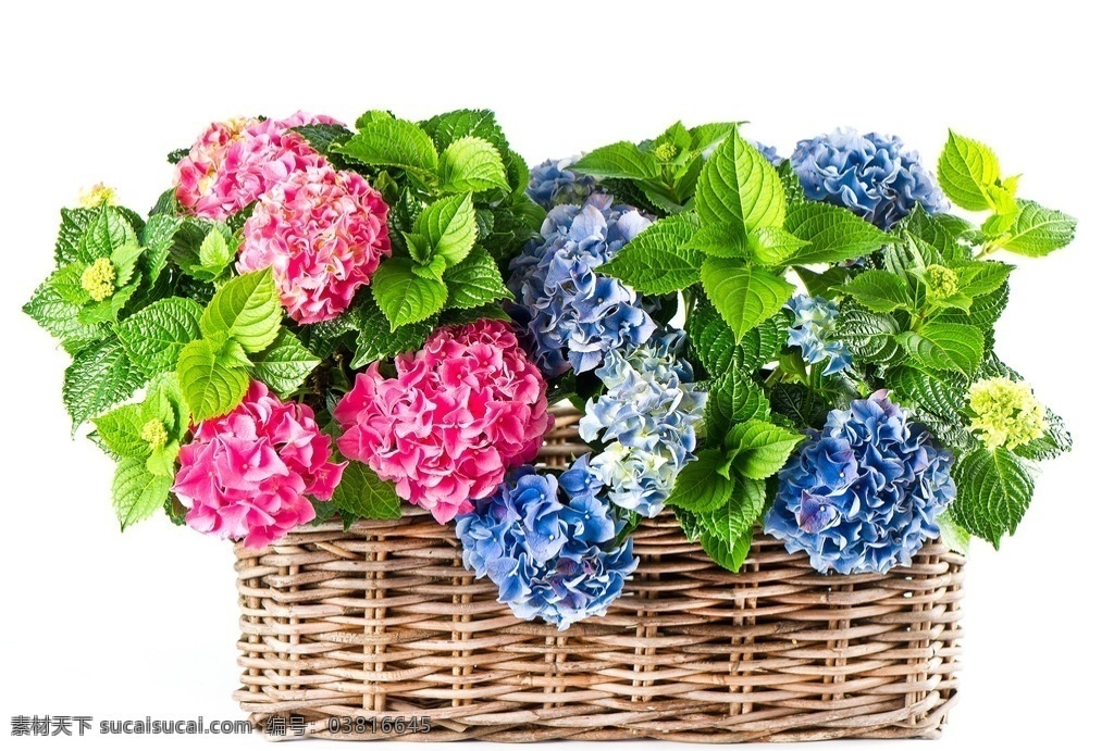 绣球花 清明花 红花 名花 花心 绿叶 花蕾 花草 鲜花背景 生物世界 大红花 春天 花丛 花园 花圃 鲜花摄影 植物 花卉