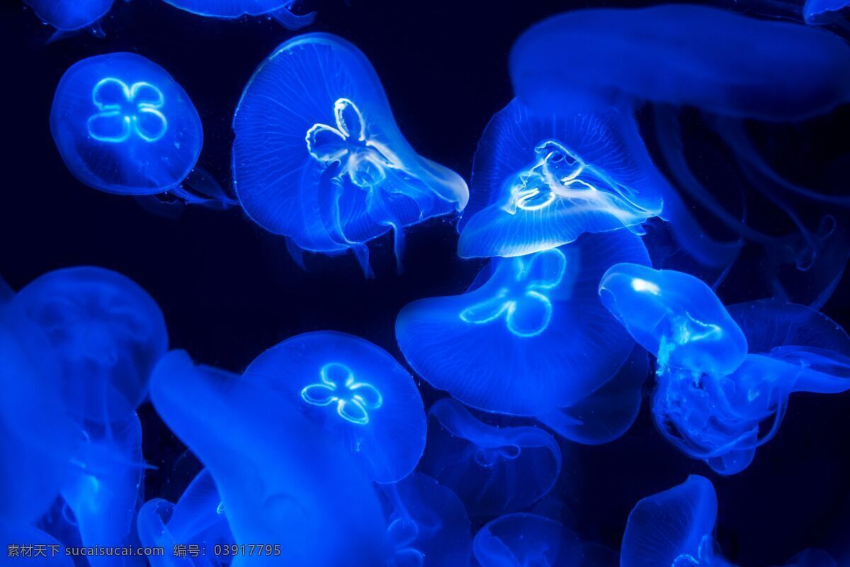 漂亮 水母 漂亮的水母 美轮美奂 海洋世界 海底世界 海产 水产 生物世界 海洋生物