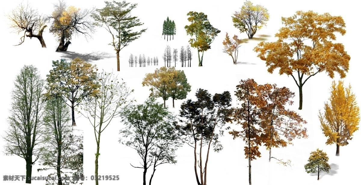 乔木 绿化树种 绿化树木 ps树木 景观后期 环境设计 园林设计 绿化景观