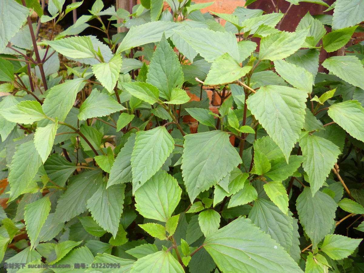 紫茎泽兰 药材 植物 野草 叶子 生物世界 花草