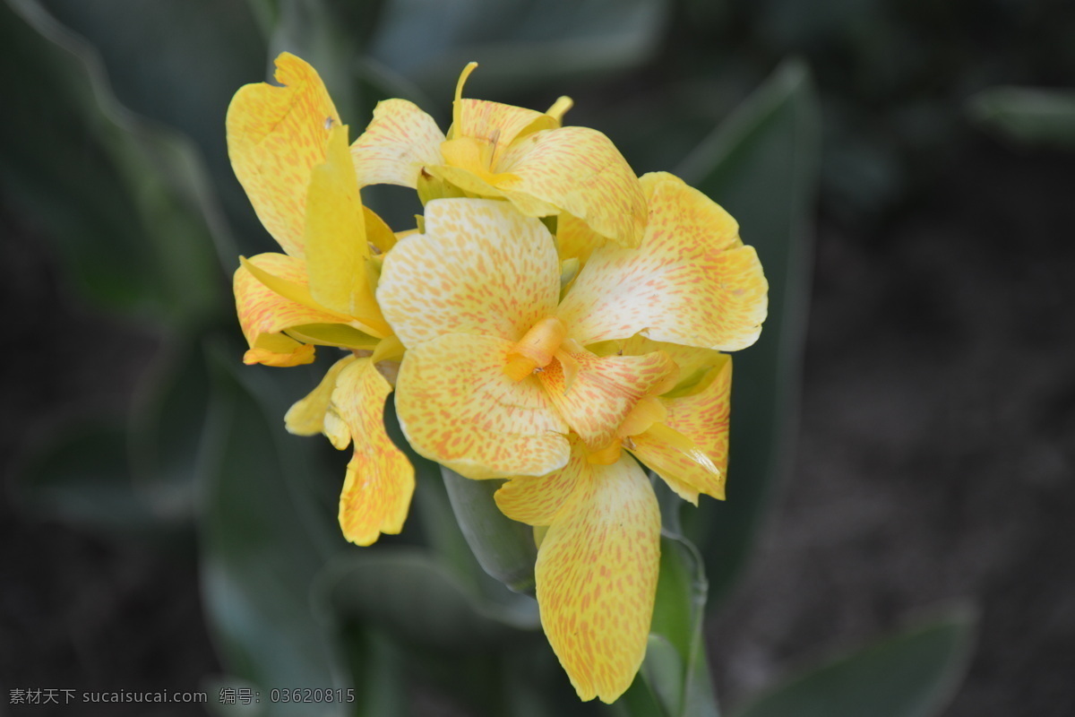 美人蕉 红颜蕉 花卉 花儿 草本植物 花草 植物 园林绿化 绿化景观 生物世界