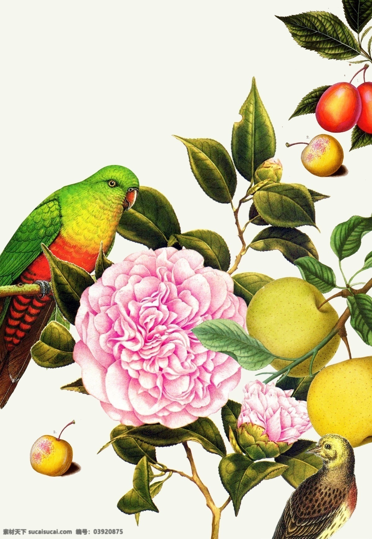 复古花鸟插画 复古 花鸟 鹦鹉 牡丹 花卉 水果 樱桃 苹果 梨子 鸟 装饰画 花卉插画 卡通设计