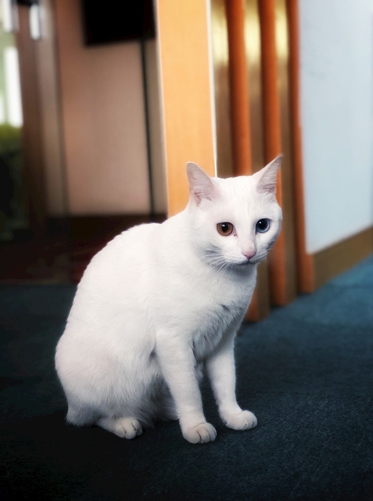波斯猫 白色 白猫 乖乖猫 宠物 生物世界 家禽家畜