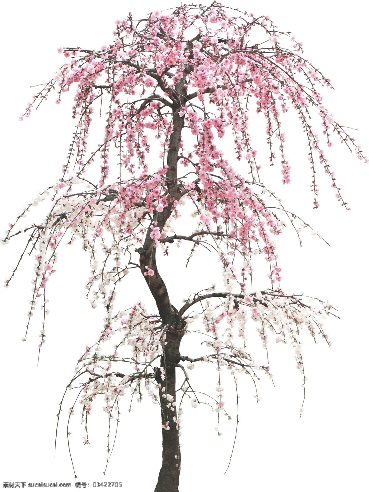 园林景观设计 psd树木 植物 乔木 灌木 花卉 绿篱 后期ps素材 设计素材 自然景观 建筑园林