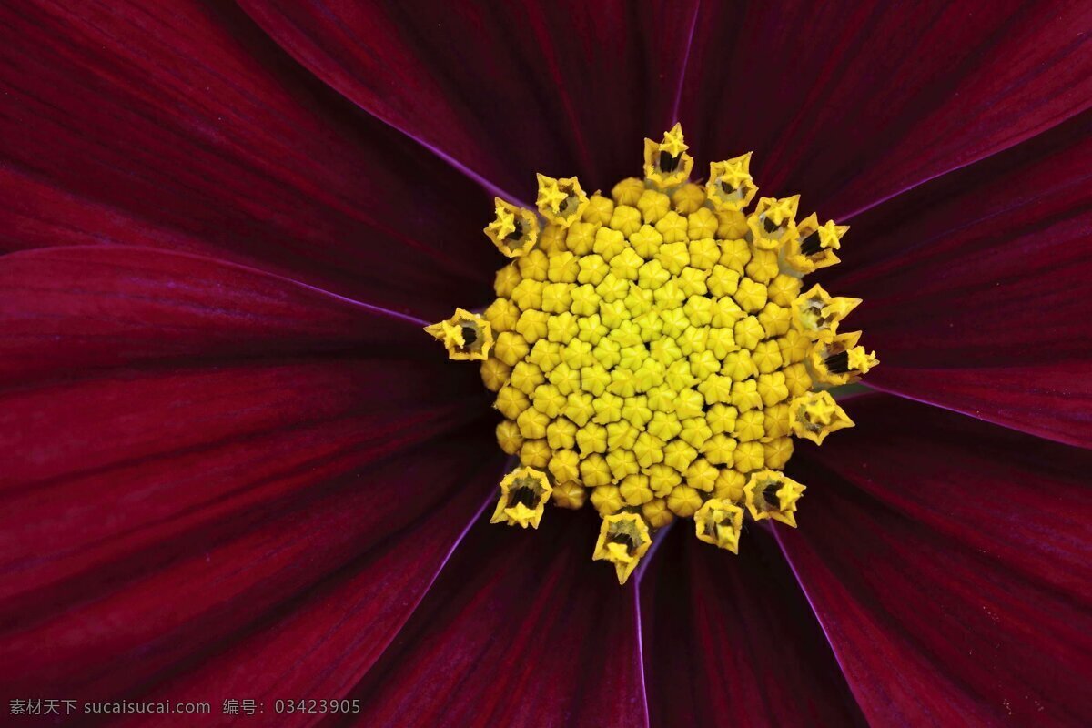 红色花朵 红色 花朵 黄色 花蕊 背景 摄影专辑 生物世界 花草
