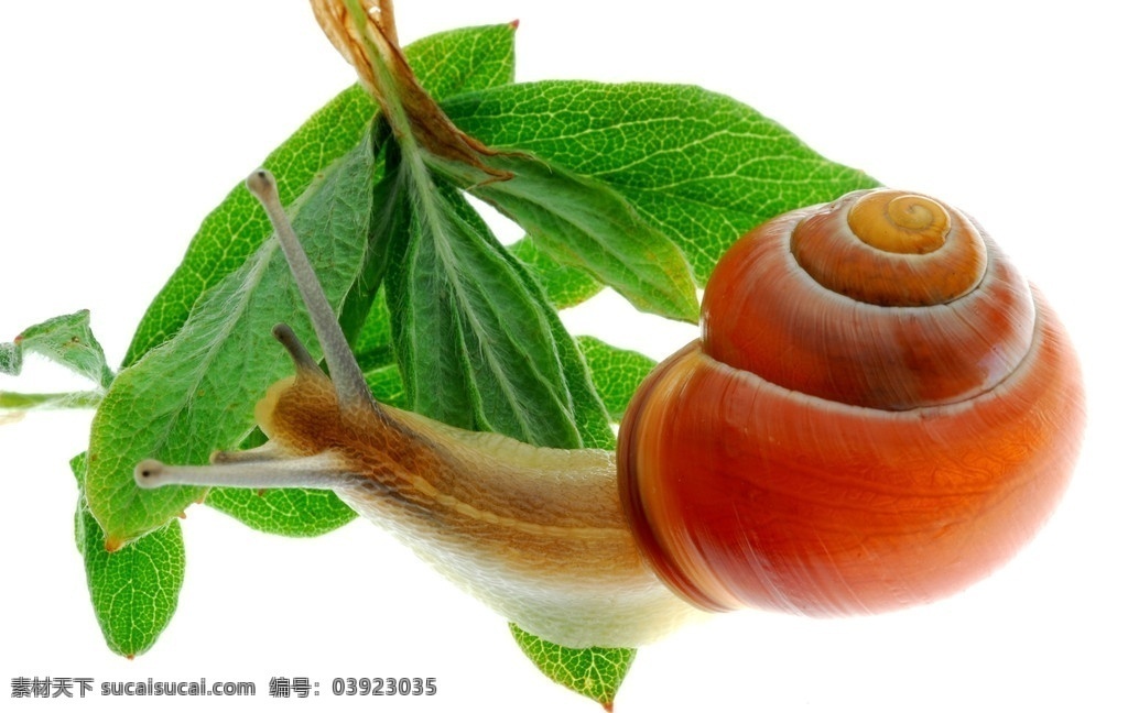 蜗牛素材 蜗牛 昆虫 益虫 菜叶 绿叶 树叶 白背景 害虫 生物世界