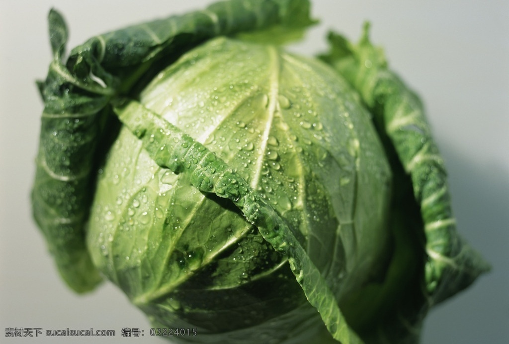 卷心菜 包菜 绿色蔬菜 绿叶 绿色 菜叶 叶子 健康蔬菜 食材 蔬菜 生物世界
