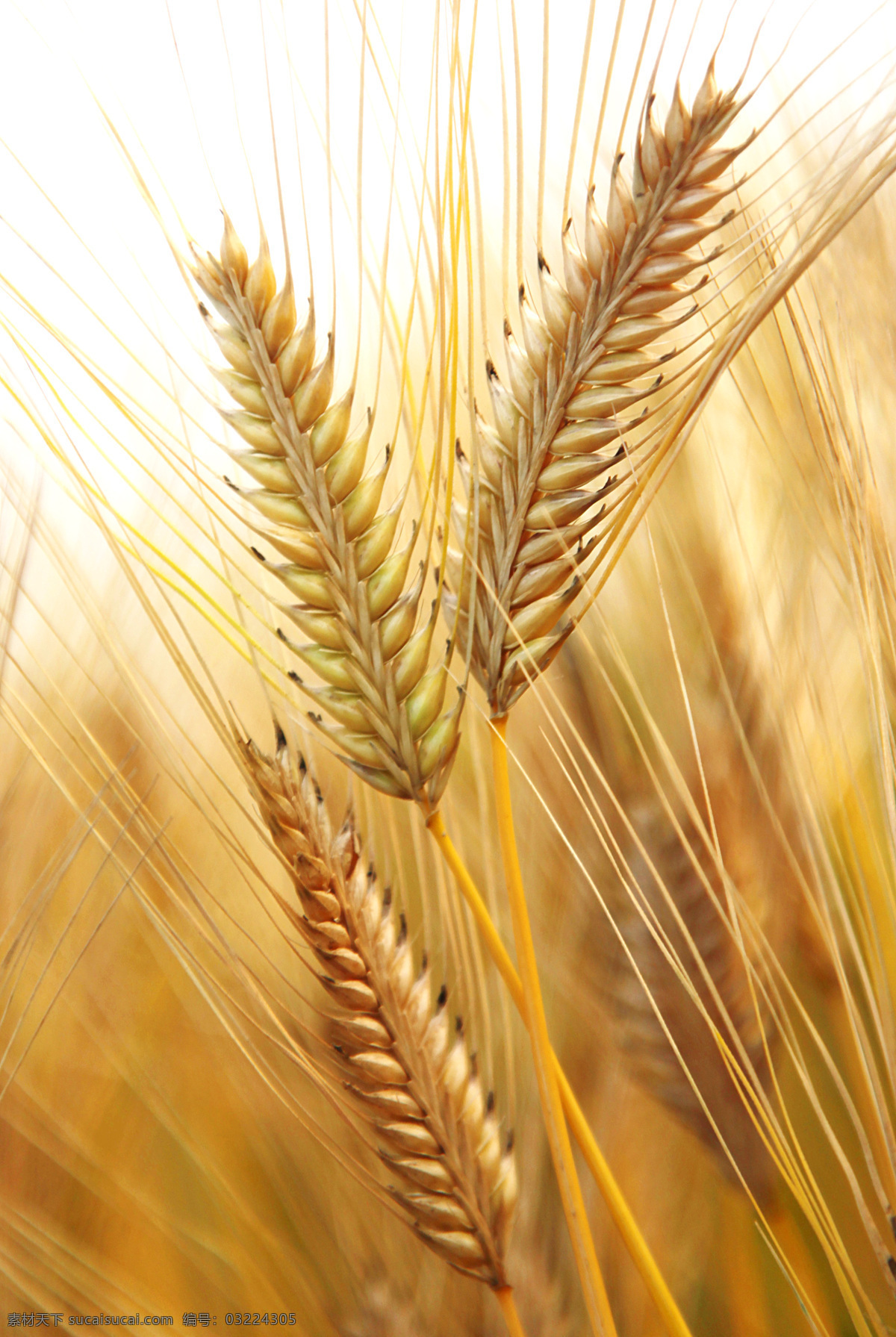 小麦 麦穗 麦子 麦芒 粮食 农业 生产 种植 植物 收获 夏收 收割 农田 农村 田园风光 自然景观