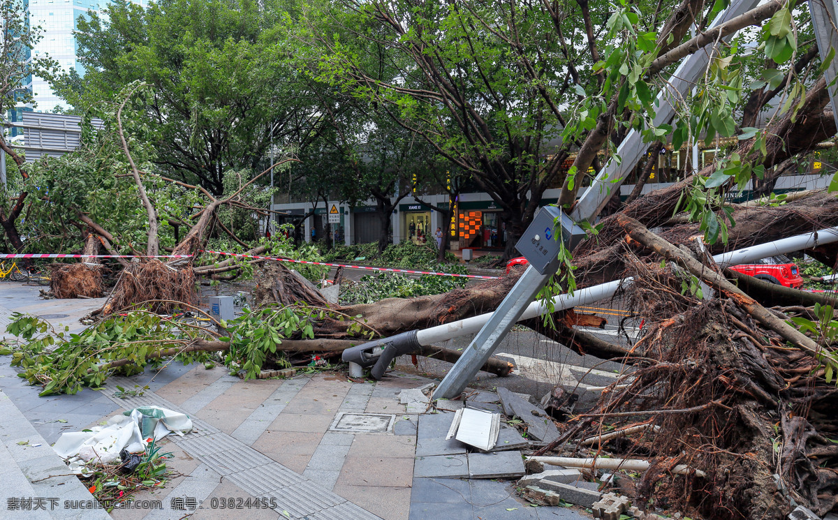 台风灾情 台风过后 台风灾害 台风灾后 树倒 连根拨起 自然灾害 灾情 城市灾后 街景 旅游摄影 国内旅游