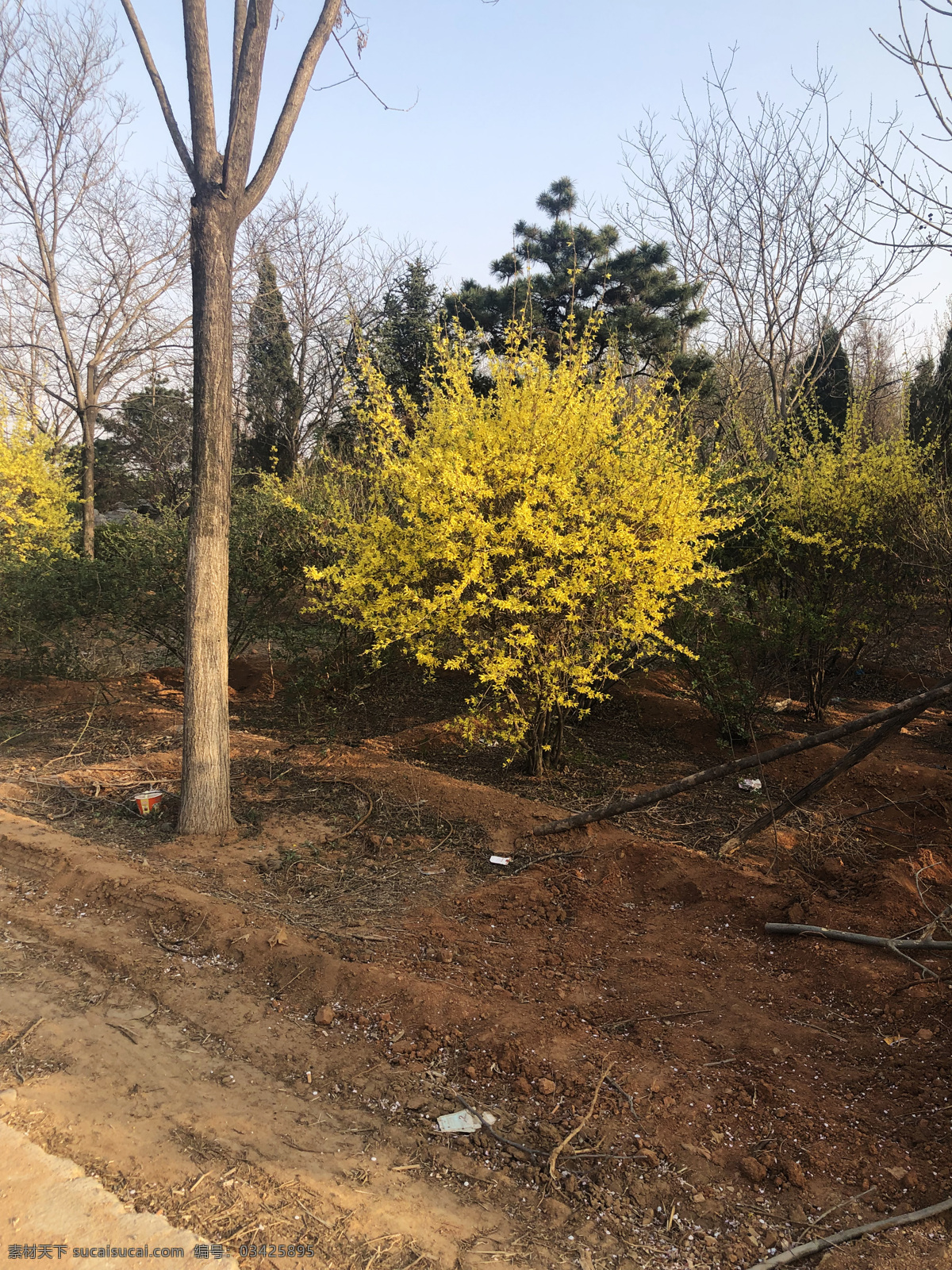 连翘花 forsythia suspensa 黄花杆 黄寿丹