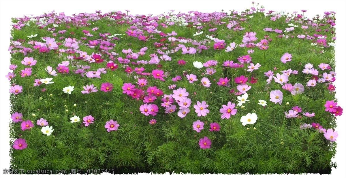 花丛 分层 草丛 花 花草 花卉 鲜花 草木 psd源文件