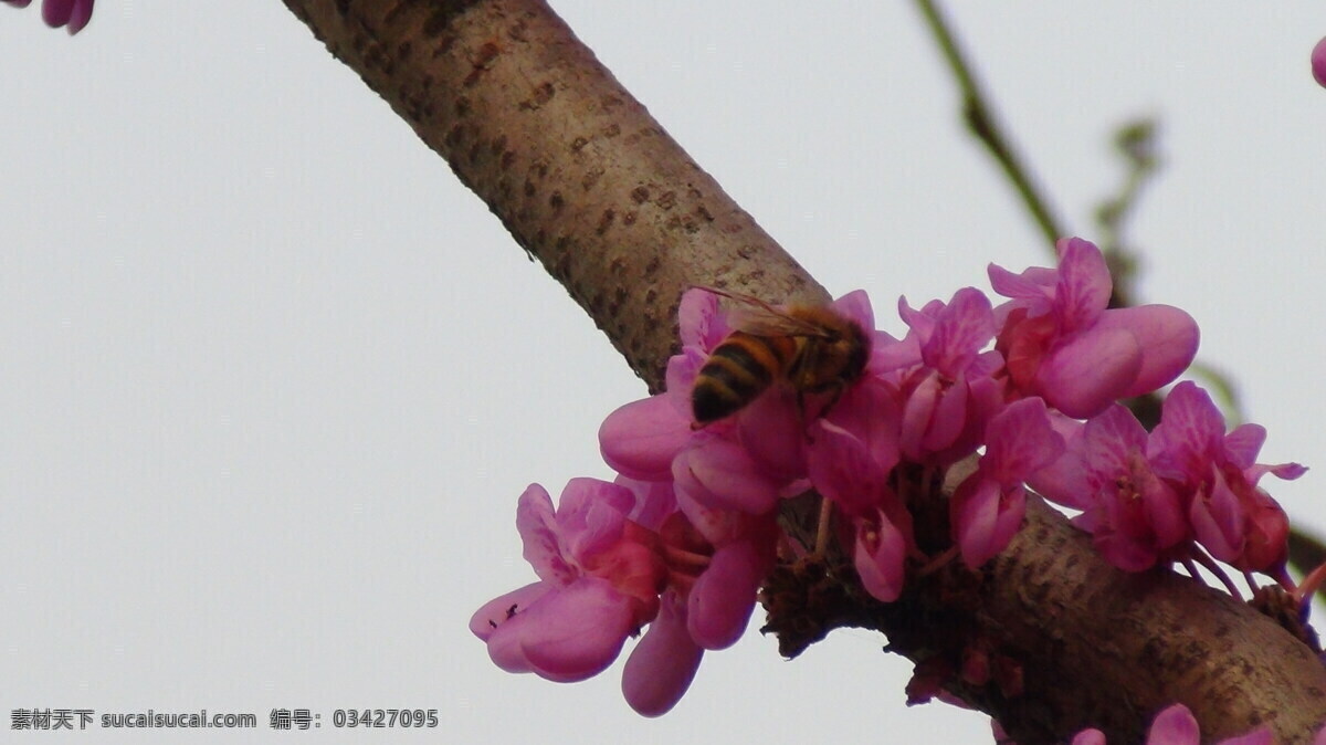 采蜜 蜜蜂 春天 昆虫 生物世界 白色