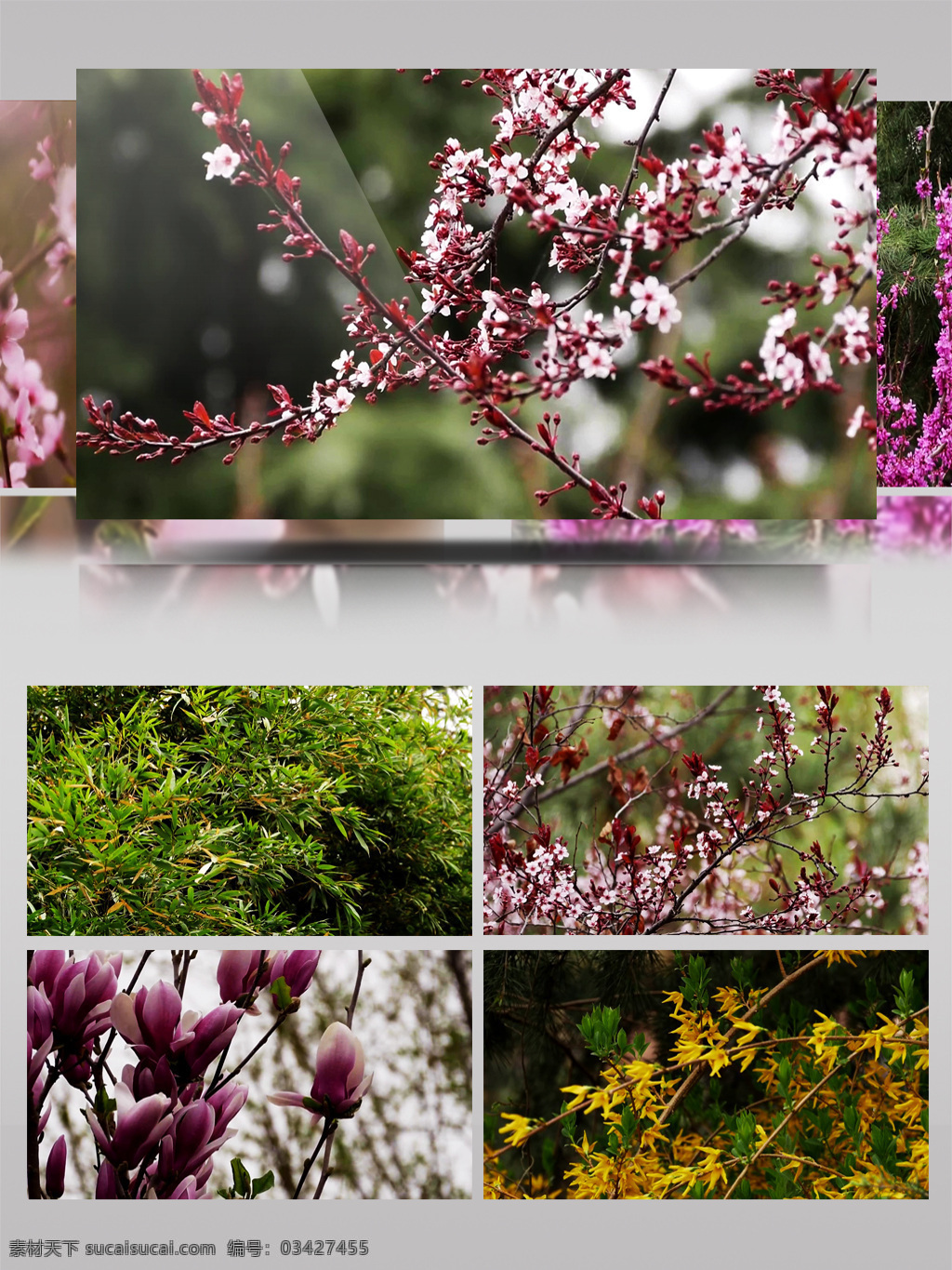 4k 春天 花开 视频 风景 植物 绿色 景色 自然 开花 春色 四季 季节 美丽 实拍