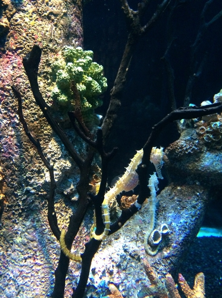 海马 海洋生物 暹罗海洋世界 泰国 曼谷 珊瑚 生物世界