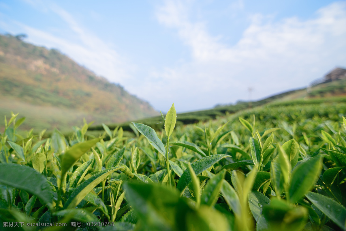 密集 茶 树叶 茶园 茶田 茶山 茶叶 绿茶 风景 自然风景 美丽风景 景色 农业生产 现代科技