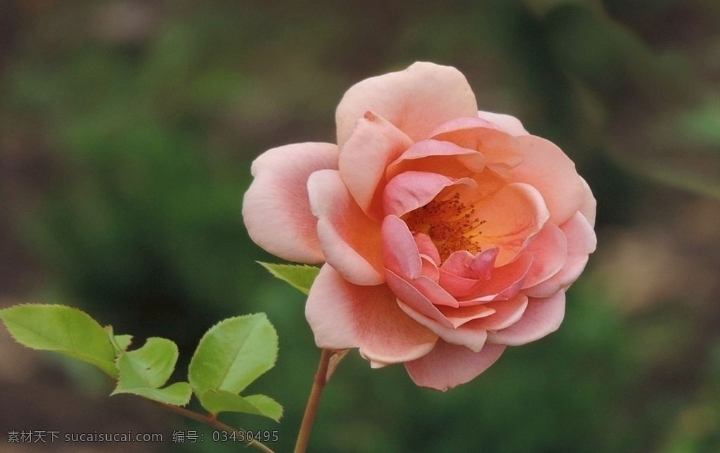 月季花 月季 蔷薇 鲜花 花卉 花之物语 花艺 园艺 园林 生物世界 花草