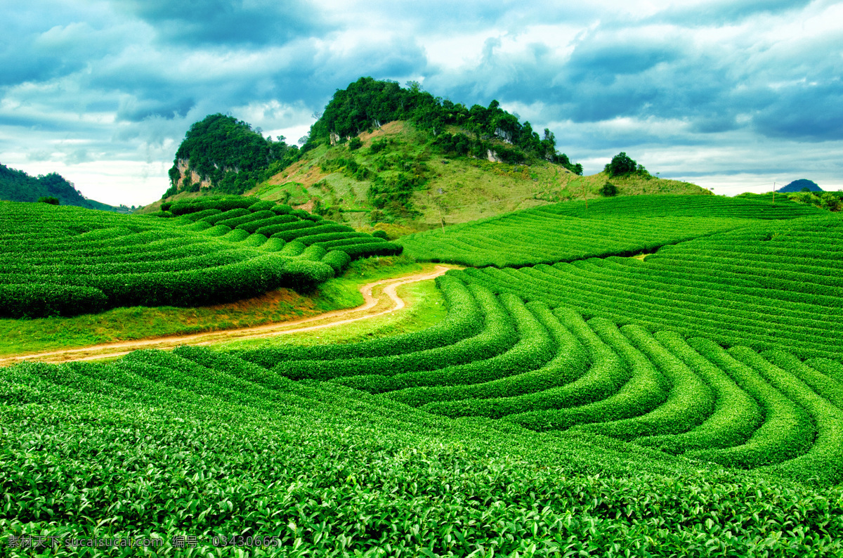 茶园 茶山风景 茶园风景 茶园风光 茶园背景 茶树 背景 绿色 风景 茶庄 山 绿色茶园 茶园美景 摄影图 茶园摄影图 草地 茶叶 高山茶园 高山 茶山 绿茶 自然景观 田园风光