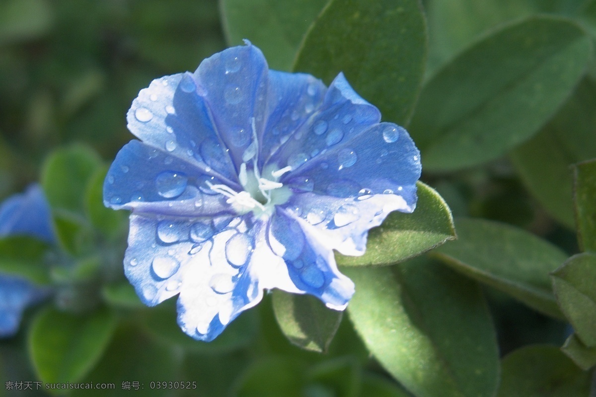 花朵 上 水滴 高清 花草 露水 生物世界 花朵上的水滴 蓝色的花 psd源文件