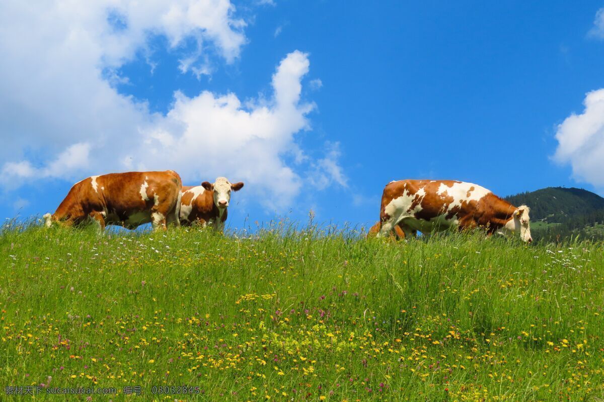 白云 蓝天 草地 上 牛 牧牛 奶牛 风景 风景图片 自然景观 自然风景