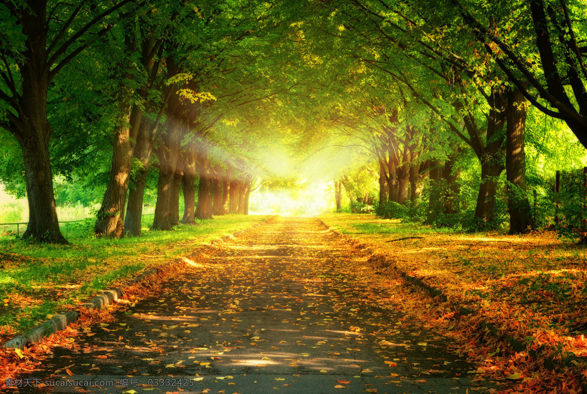 公园 自然风光 背景 景区 道路 树林 秋天 秋季 秋季背景 自然风景 自然景观 黑色