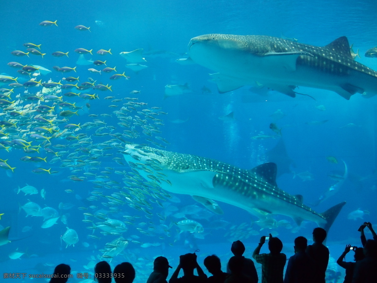 沖 繩 海生 館 鯨 鯊 沖繩 海生館 鯨鯊 觀光 旅遊 国外旅游 旅游摄影 蓝色