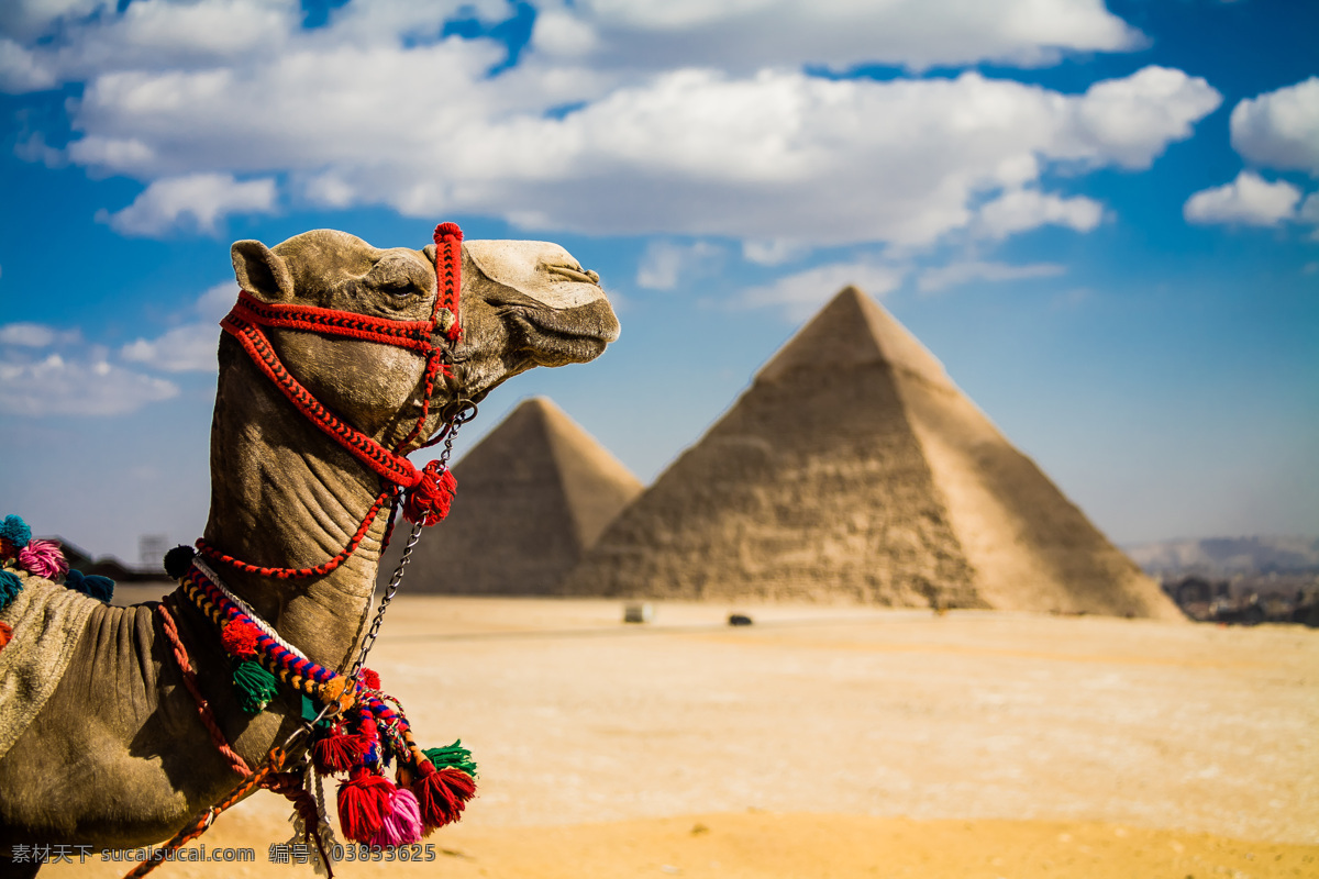 骆驼与金字塔 骆驼 金字塔 埃及旅游景点 金字塔风景 美丽景色 古迹 旅游胜地 自然风景 自然景观 黄色