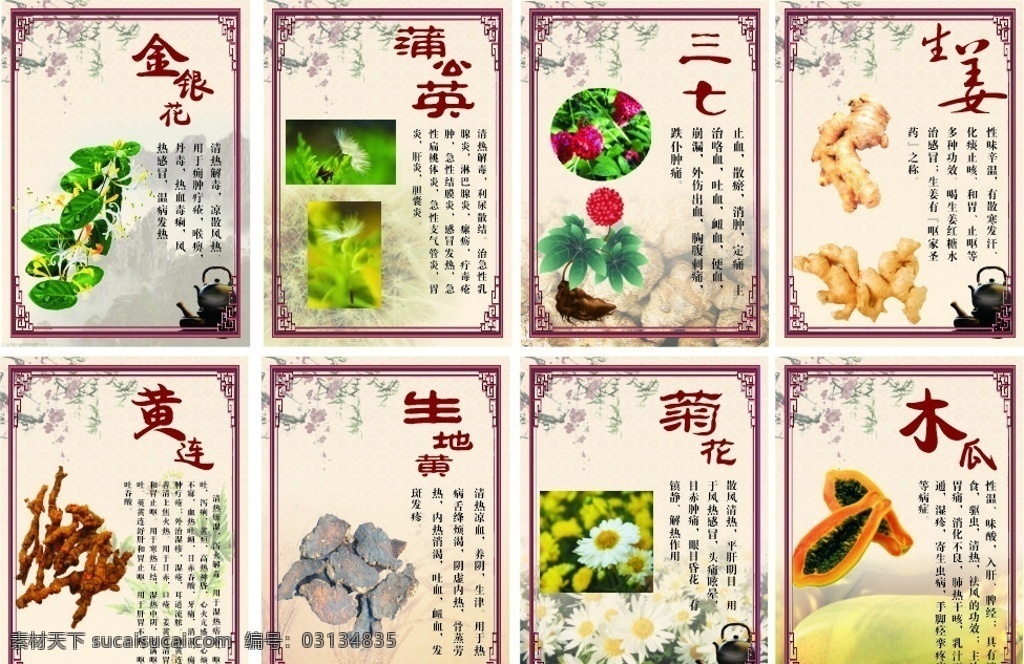 药材 花材功效作用 金银花 蒲公英 三七 生姜 黄莲 生地黄 菊花 木瓜 展板模板 矢量