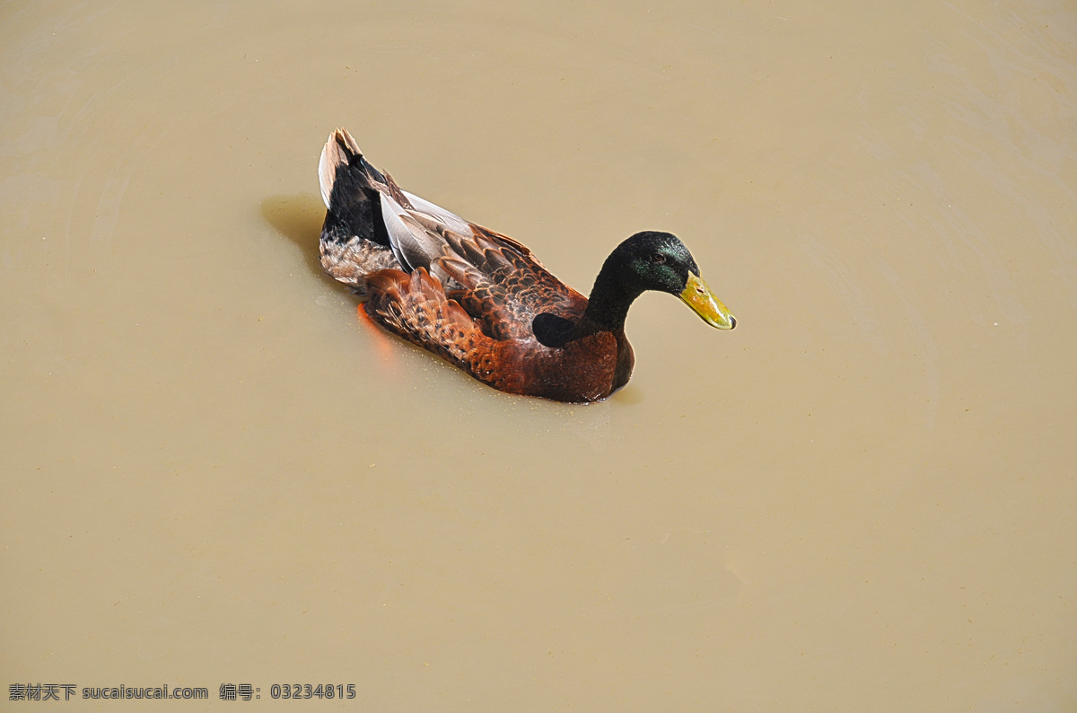 池塘里的野鸭 野鸭 超清晰大图 水池里的野鸭 鸭子水中游 阳光下的野鸭 摄影禽类 生物世界 野生动物 黄色