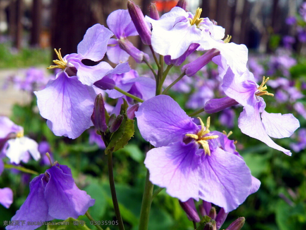 二月兰 诸葛菜 菜子花 紫金花 花草 生物世界