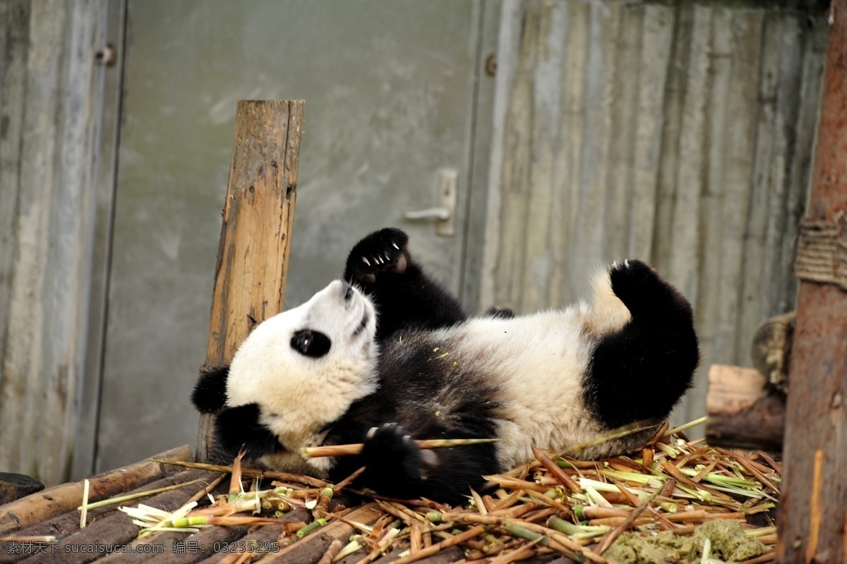 唯美 可爱 动物 野生 国宝 大熊猫 熊猫 珍稀动物 生物世界 野生动物