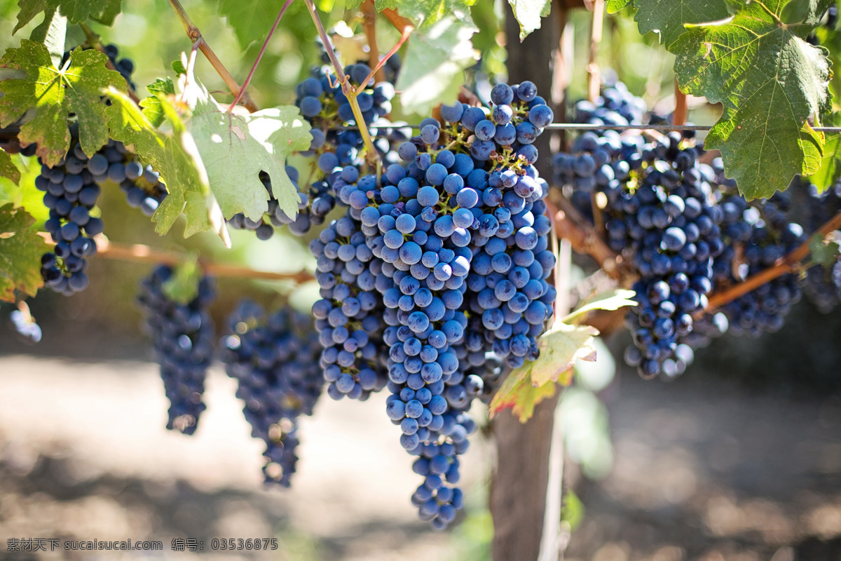 樱桃葡萄 夏黑葡萄 向葡萄 万州 新鲜 果园 葡萄园 葡萄基地 现代农业 高清水果 青葡萄 水果 生物世界