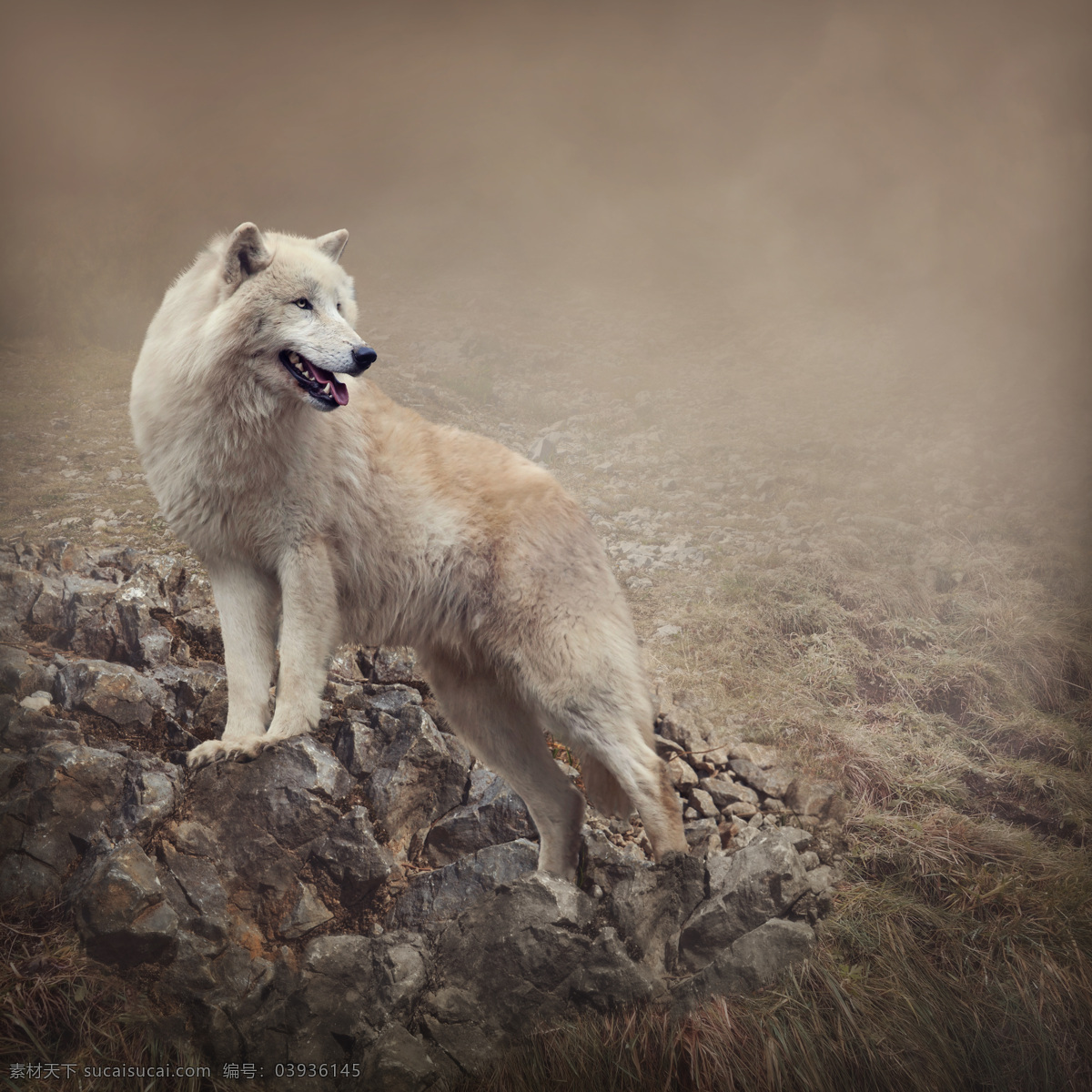 山石 上 狼 动物 陆地动物 野生动物 动物世界 动物摄影 生物世界