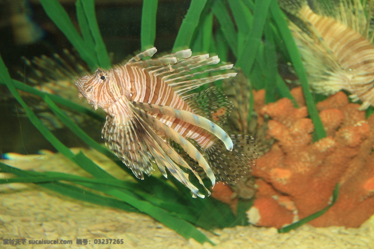 观赏鱼 海底世界 海鱼 生物世界 鱼类 小花鱼 fenghc 鱼类篇