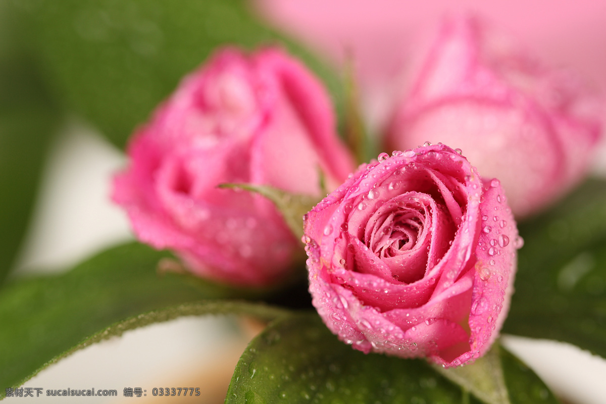 带 水珠 玫瑰花 植物花朵 美丽鲜花 漂亮花朵 花卉 鲜花摄影 花草树木 生物世界