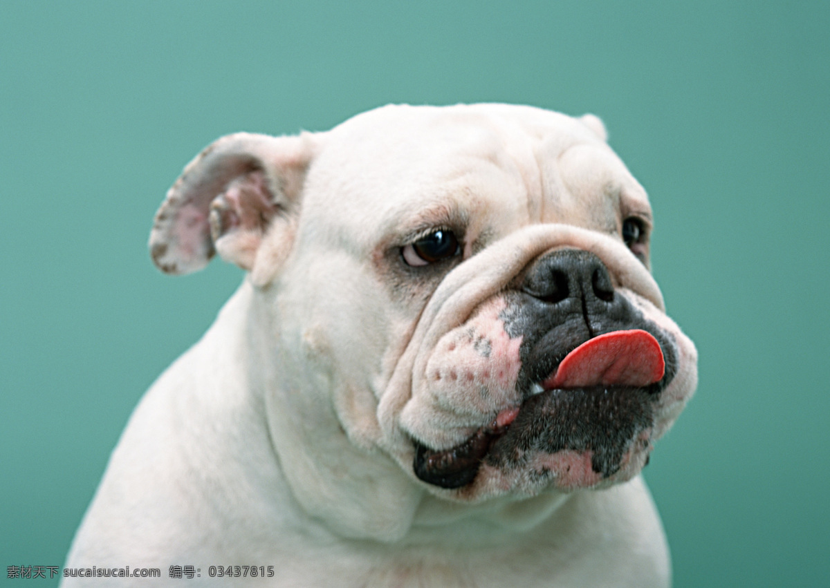 英国斗牛犬 狗 犬 名犬 动物 宠物 可爱 宠物之狗 生物世界 家禽家畜 摄影图库