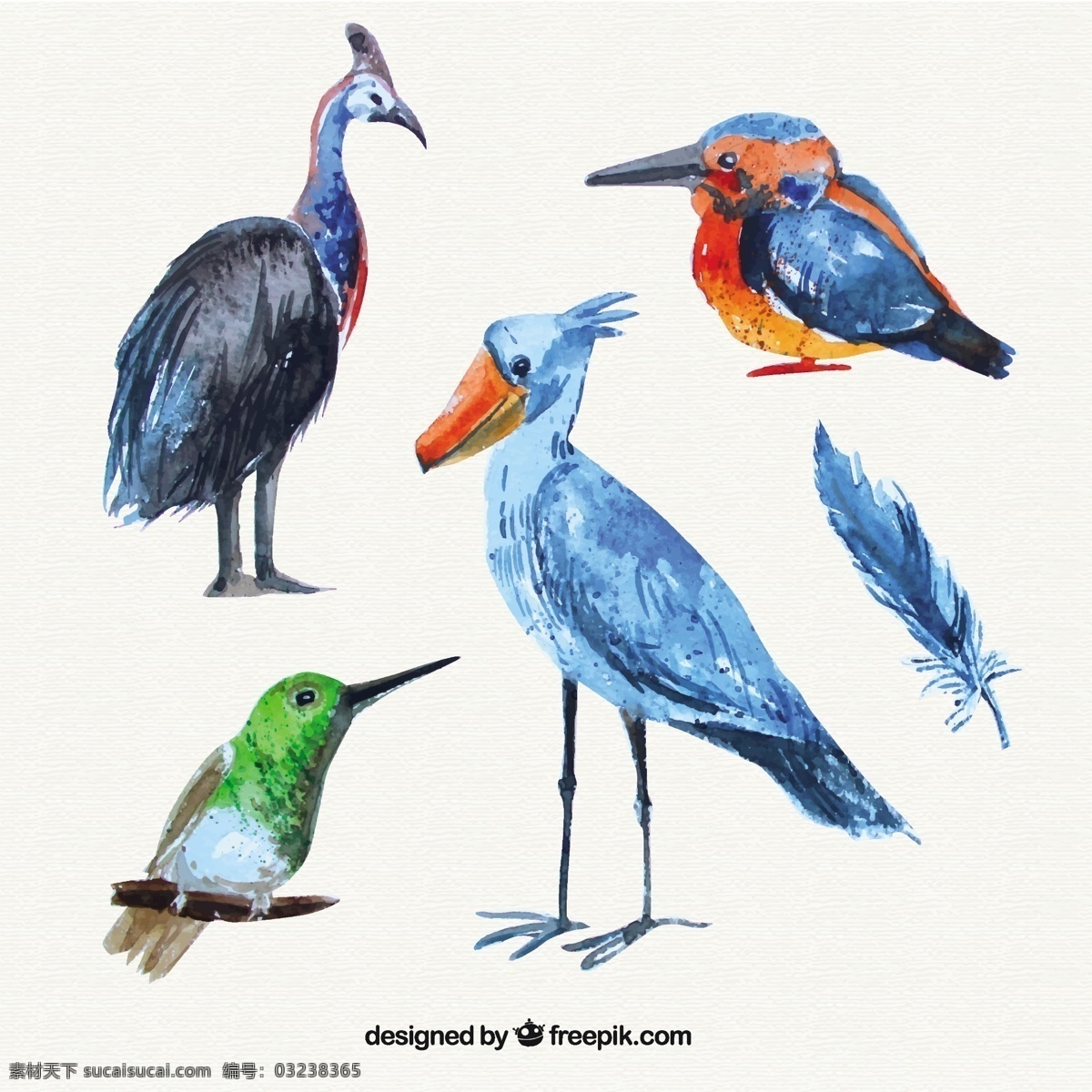 水彩画 野生 鸟类 收藏 水彩 手 鸟 自然 动物 翅膀 羽毛 孔雀 丛林 野生动物园 蜂鸟 孔雀羽毛 野生动物 采集 手画 画的羽毛 白色