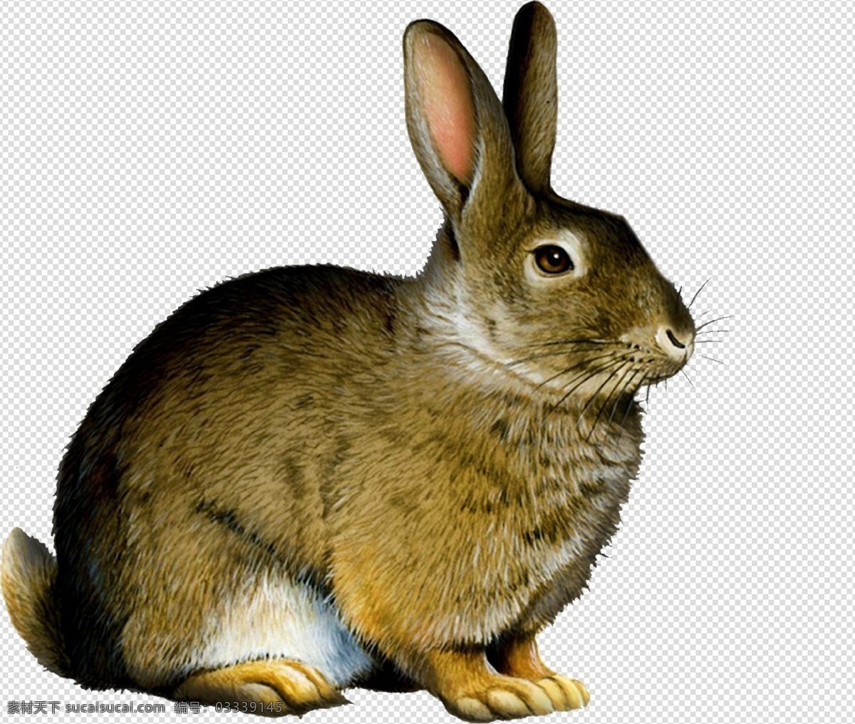 兔子 兔图片 兔 可爱 小可爱 毛绒兔 透明底 动物 免抠图 psd分层图 分层图 免扣 透明 透明背景 分层