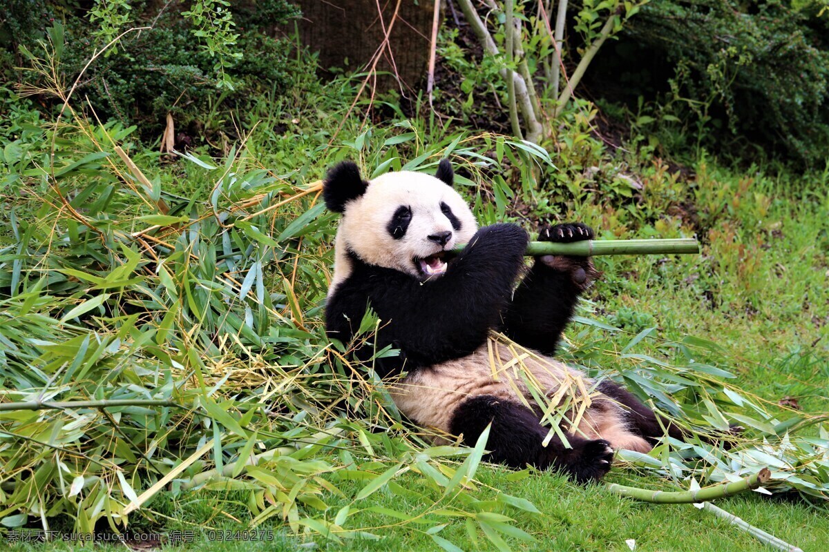 动物园大熊猫 动物园 动物园熊猫 熊猫 大熊猫 国宝熊猫 国宝 熊猫吃竹子 保护动物 稀有动物 动物 生物世界图片 共享素材 生物世界 野生动物