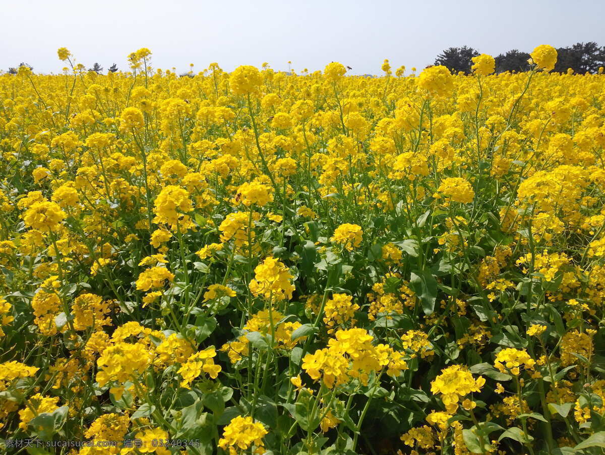 油菜花 菜花 菜籽花 花田 花海 庄稼 田园风光 蓝天 白云 生物世界 其他生物