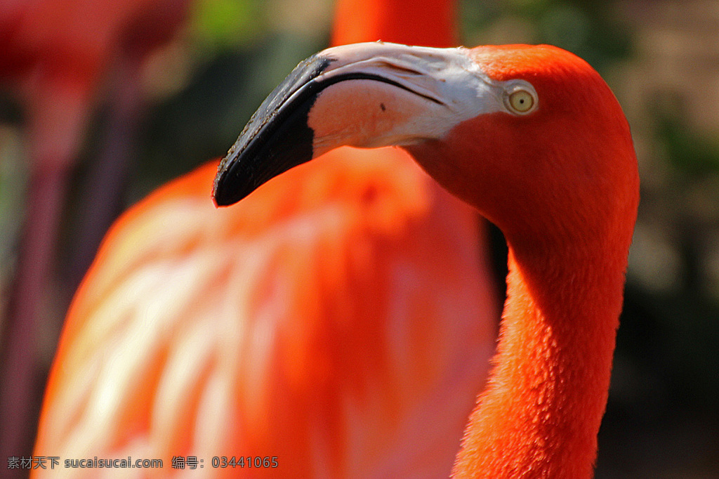 火烈鸟 喙 鸟喙 鸟类摄影 鸟类动物 动物世界 动物摄影 红鹳 空中飞鸟 生物世界