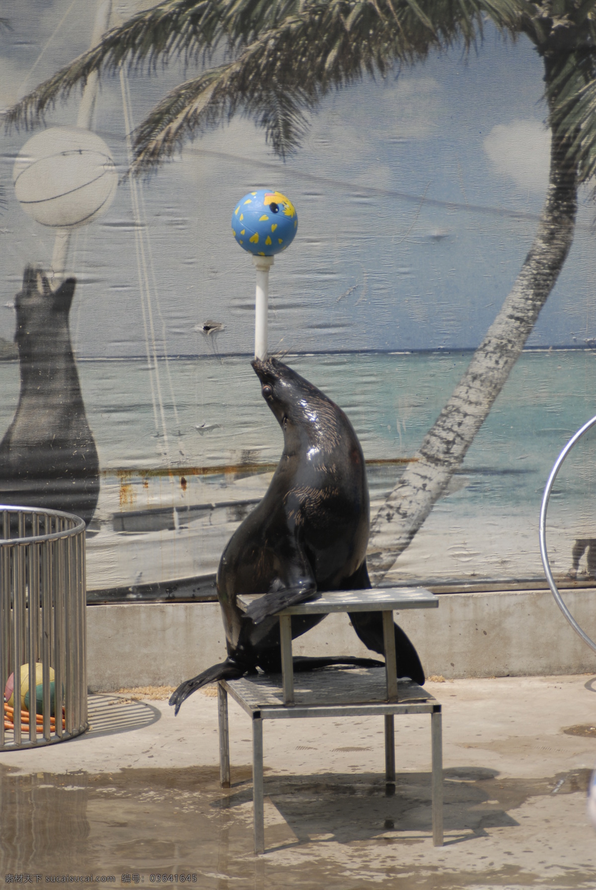 海狮表演 海狮 球 动物园 海洋生物 生物世界 摄影图库