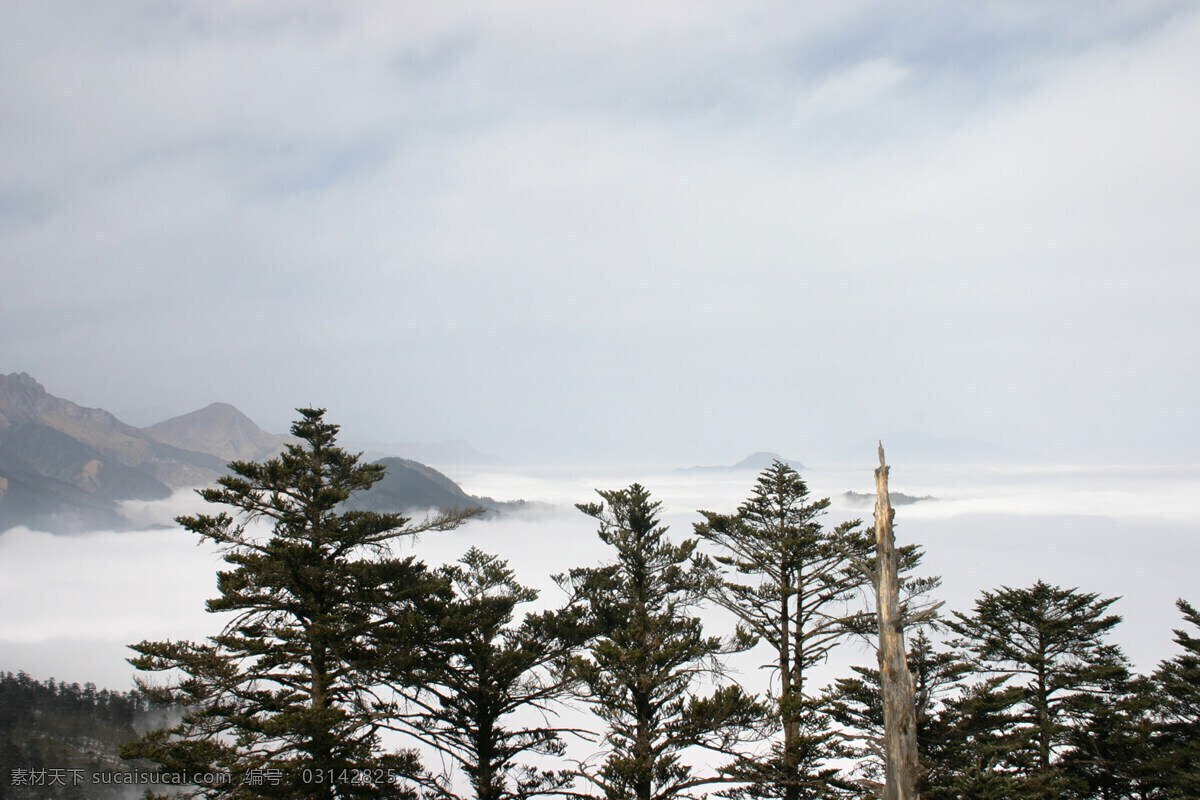四川 西岭 雪山 顶 雾松 景观 图 风景 生活 旅游餐饮