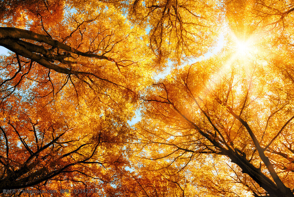 仰视树林风景 仰视 树林 树木 红叶 阳光 秋天风景 秋季风景 高清 背景 树木树叶 生物世界