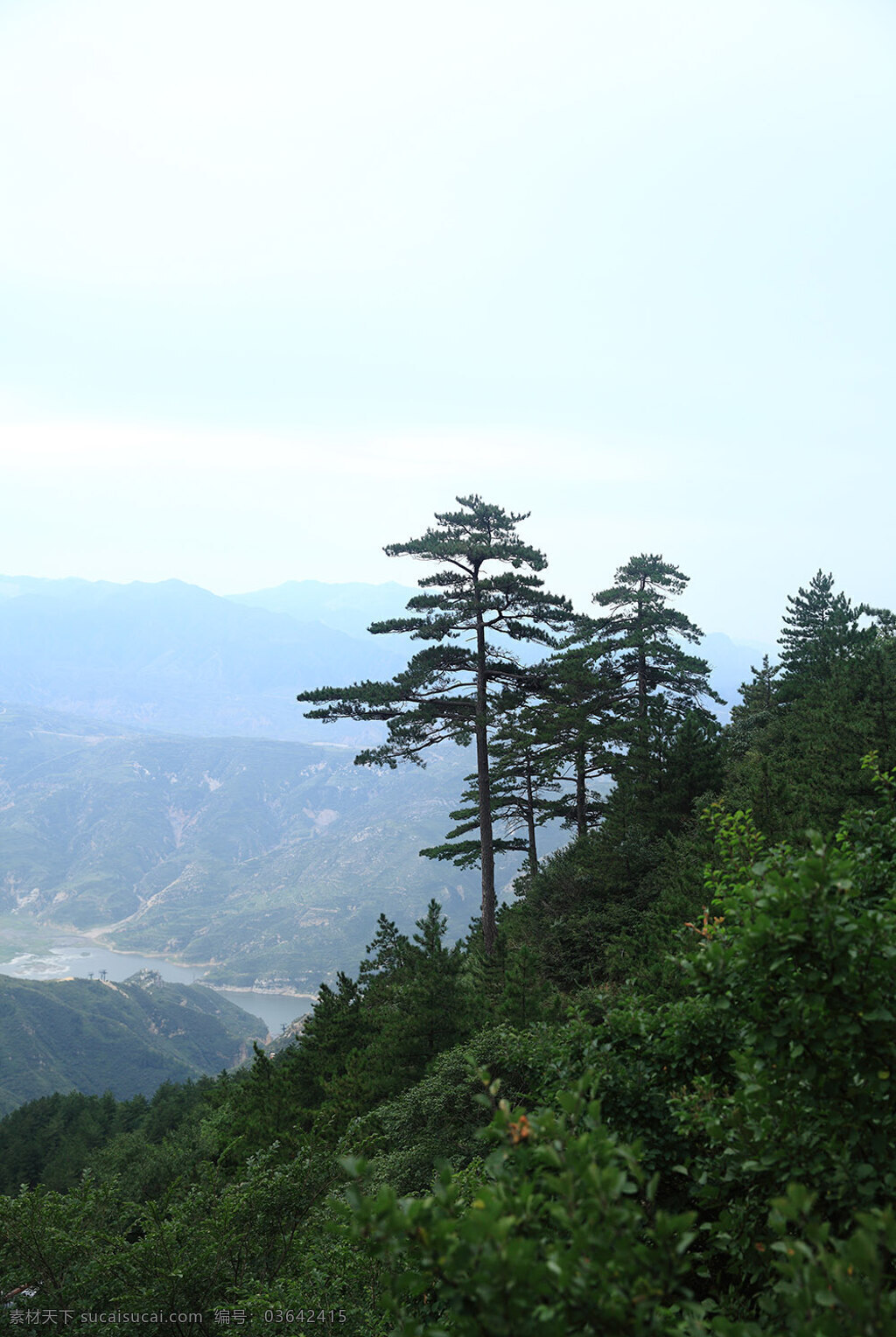 松树 松 青松 悬空寺 恒山 大同 自然风景 旅游摄影