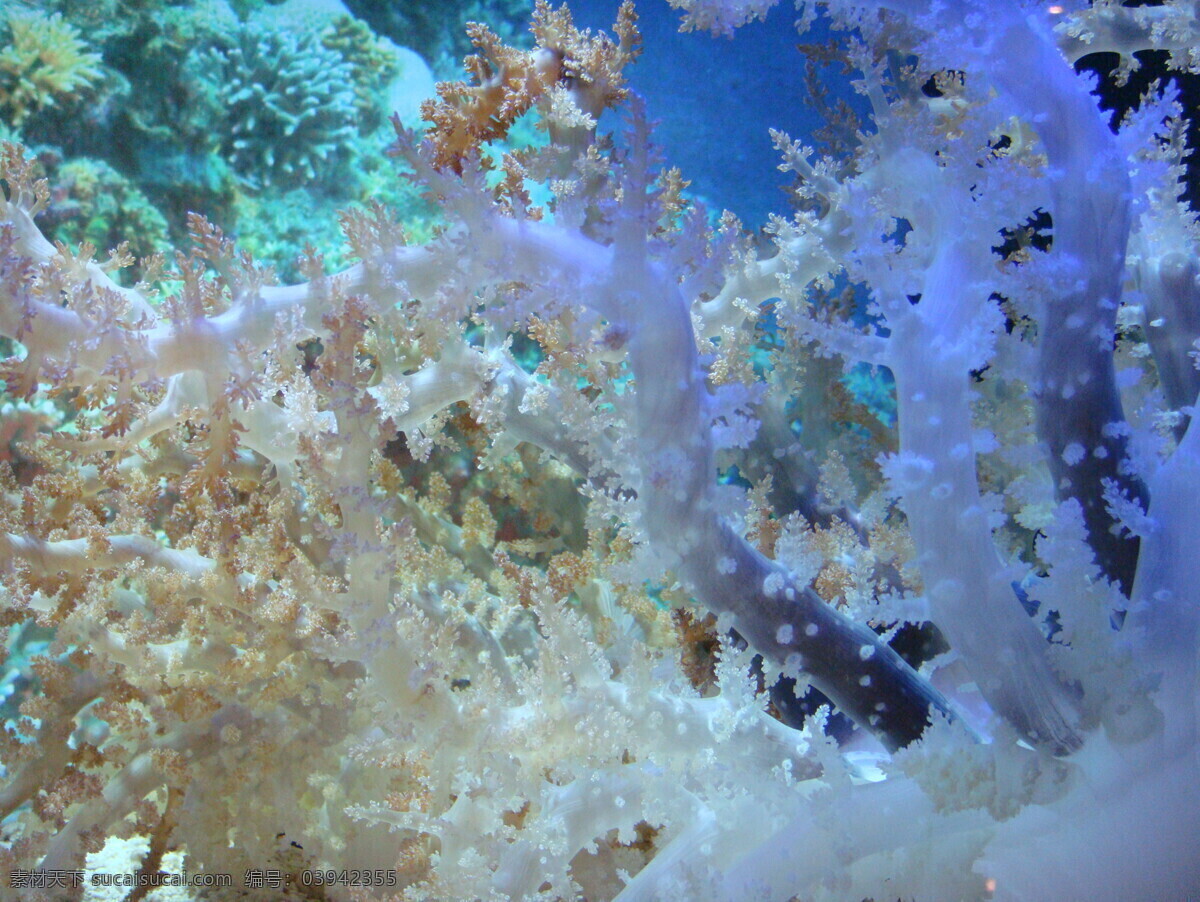 海洋 景观 海洋馆 海洋生物 珊瑚 海洋景观 海洋公园 上海海底世界 珊瑚绒 风景 生活 旅游餐饮