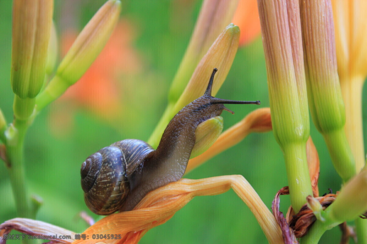 植物 上 蜗牛 蜗牛壳 蜗牛摄影 动物昆虫 动物摄影 陆地动物 生物世界 昆虫世界