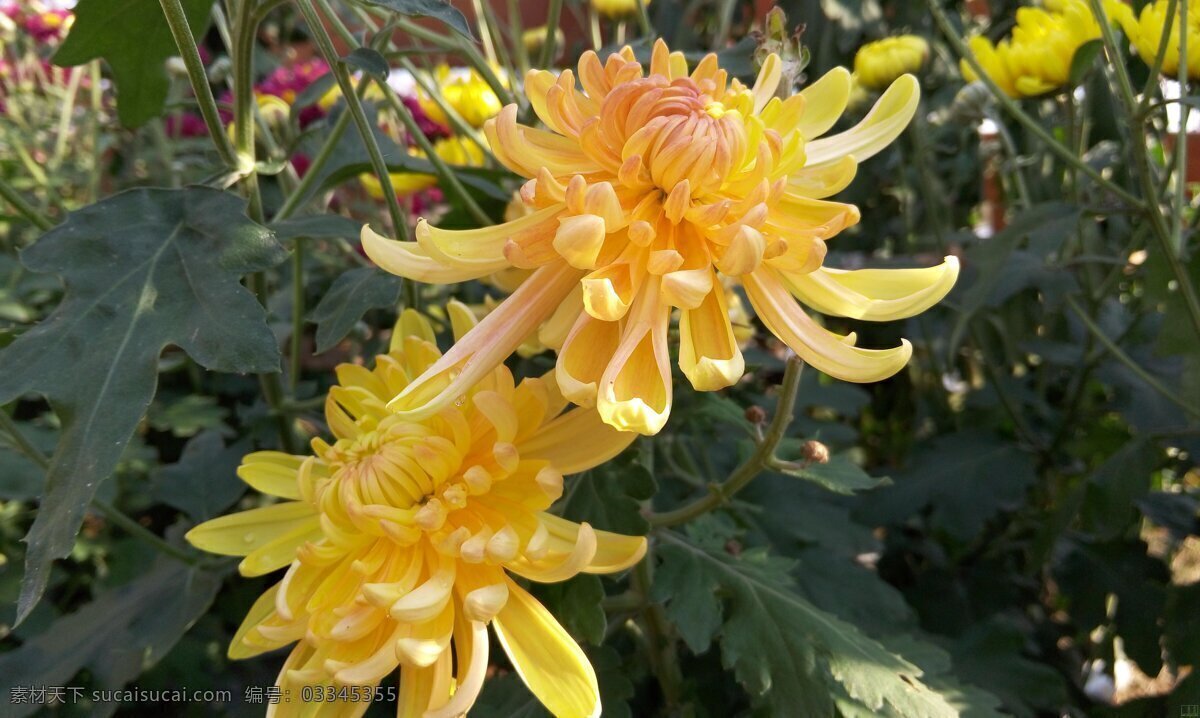 菊花 秋菊 花朵 花草 植物 花卉 生物世界 灰色