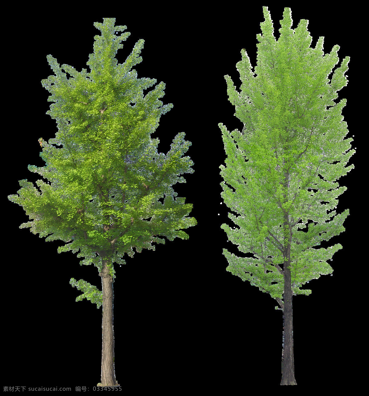 两 棵 高大 大树 免 抠 透明 图 层 景观植物 植物图片 设计素材 树木背景 林木 植树节 透明图 植物 树叶 园林 树木 景观 植物素材 树木树叶 绿色素材 绿树