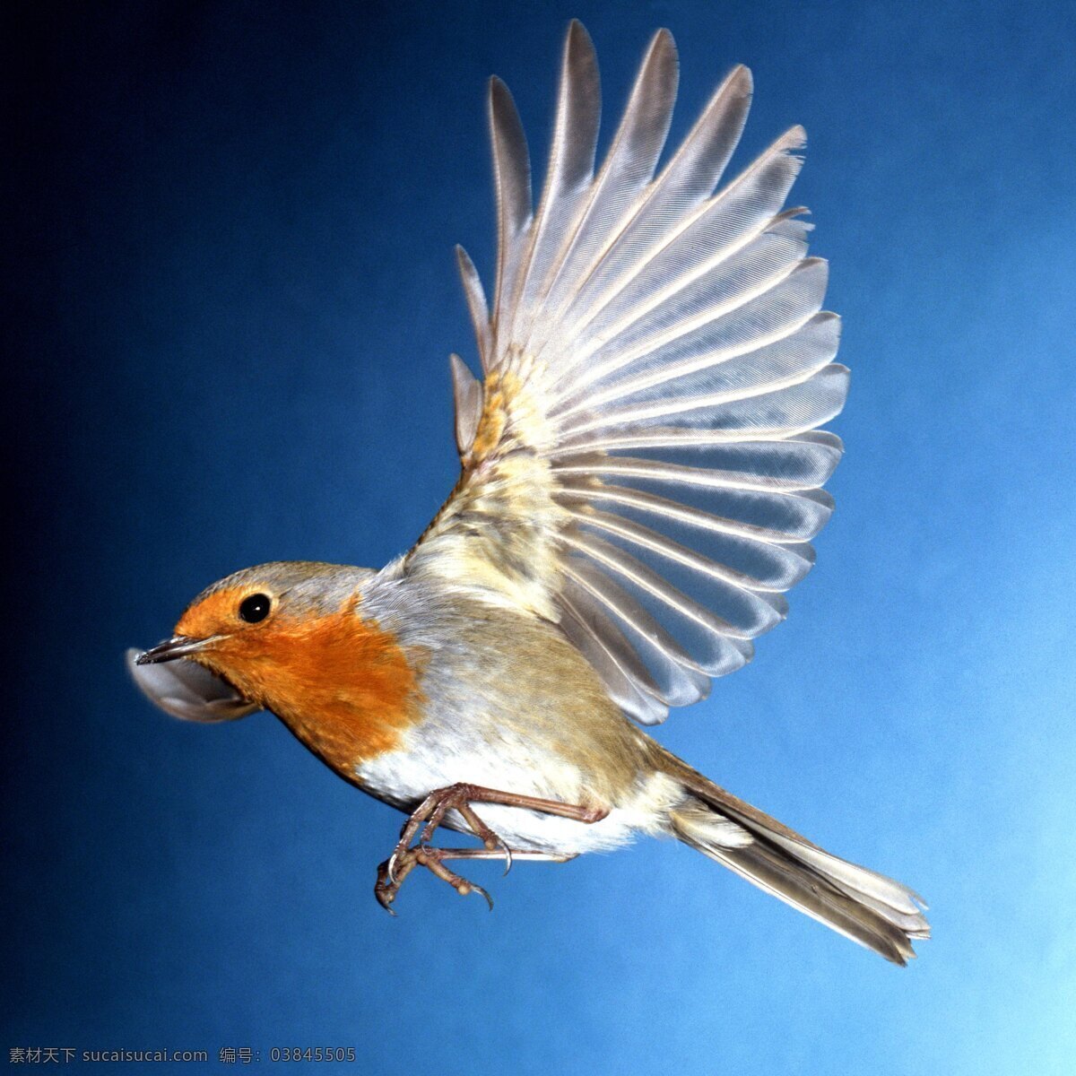 飞翔 鸟 翅膀 飞翔的鸟 美丽 鸟类 摄影图库 生物世界 psd源文件