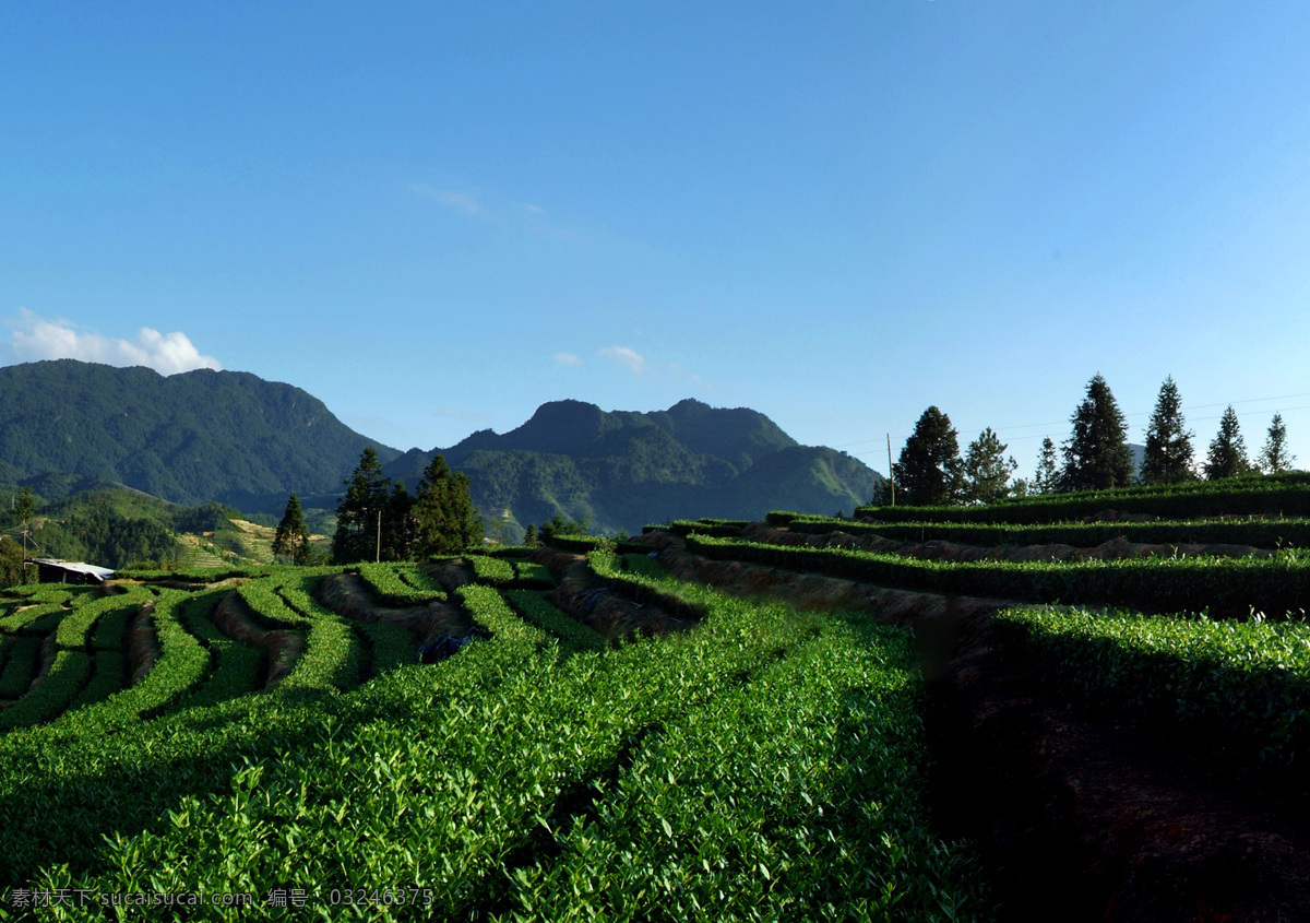 茶园 茶叶 茶山 茶山风景 茶园风景 自然景观 自然风景